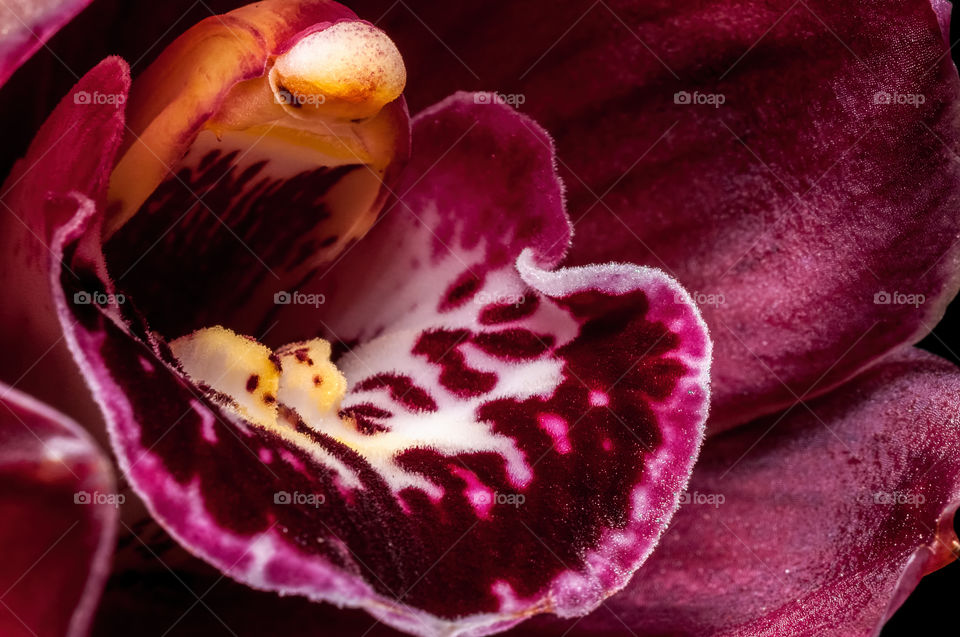 Super giant orchid flower - Cymbidium genus, x hybrida species, Ruby Valley 'Box of Chocolates' variety. A closeup image focusing on the Column and the bright Labellum.