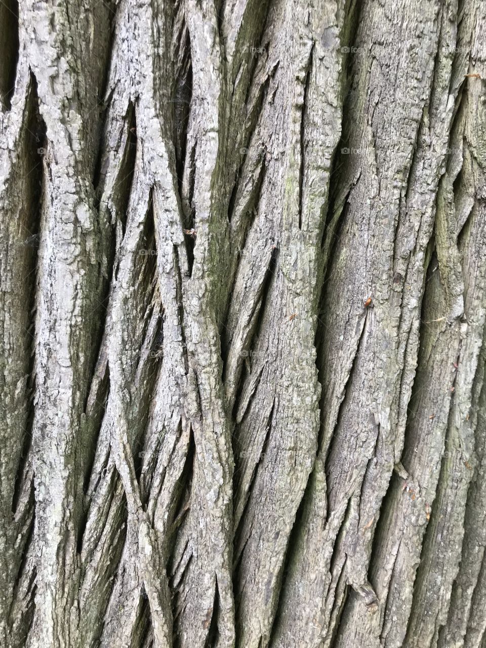 The bark of one of the very nature majestical trees in this lovely garden in Devon.