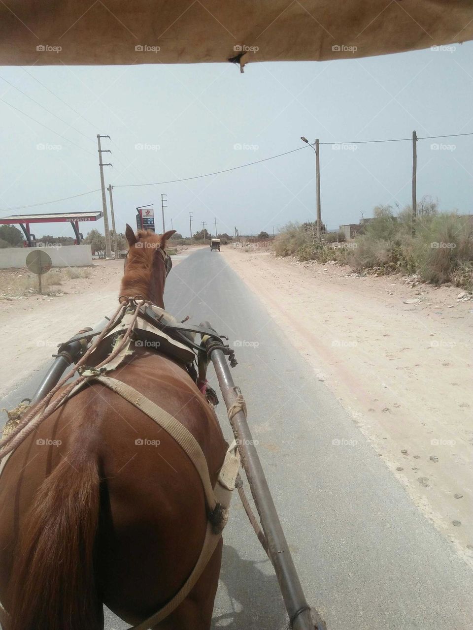 road trip by a horse.