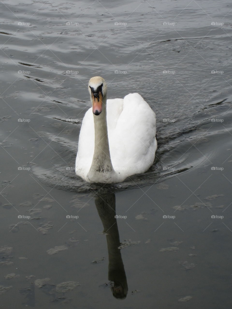 Water, Bird, Swan, No Person, Lake