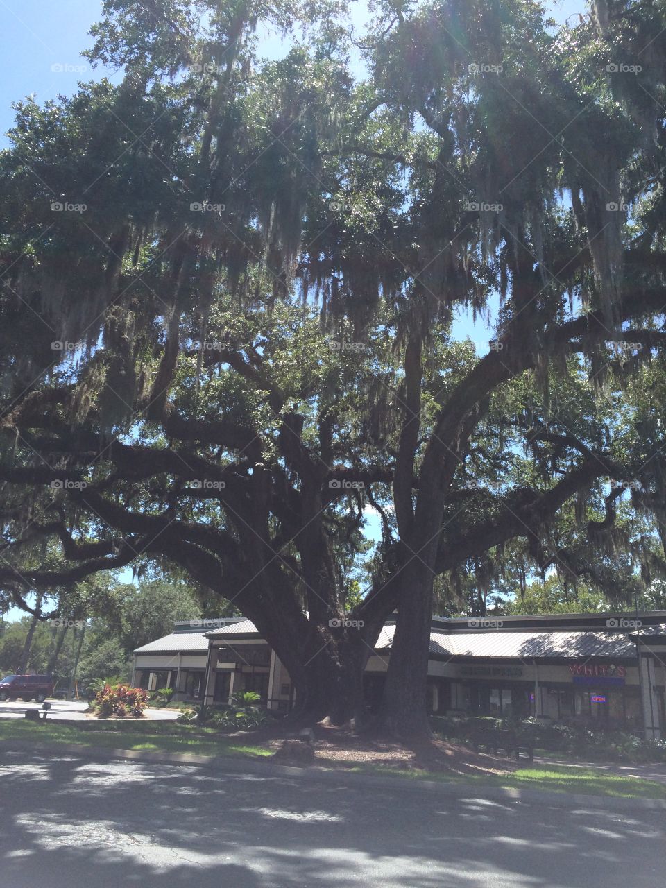 Old mossy tree