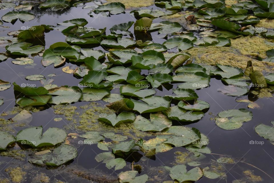 Lily pads in a murky pond