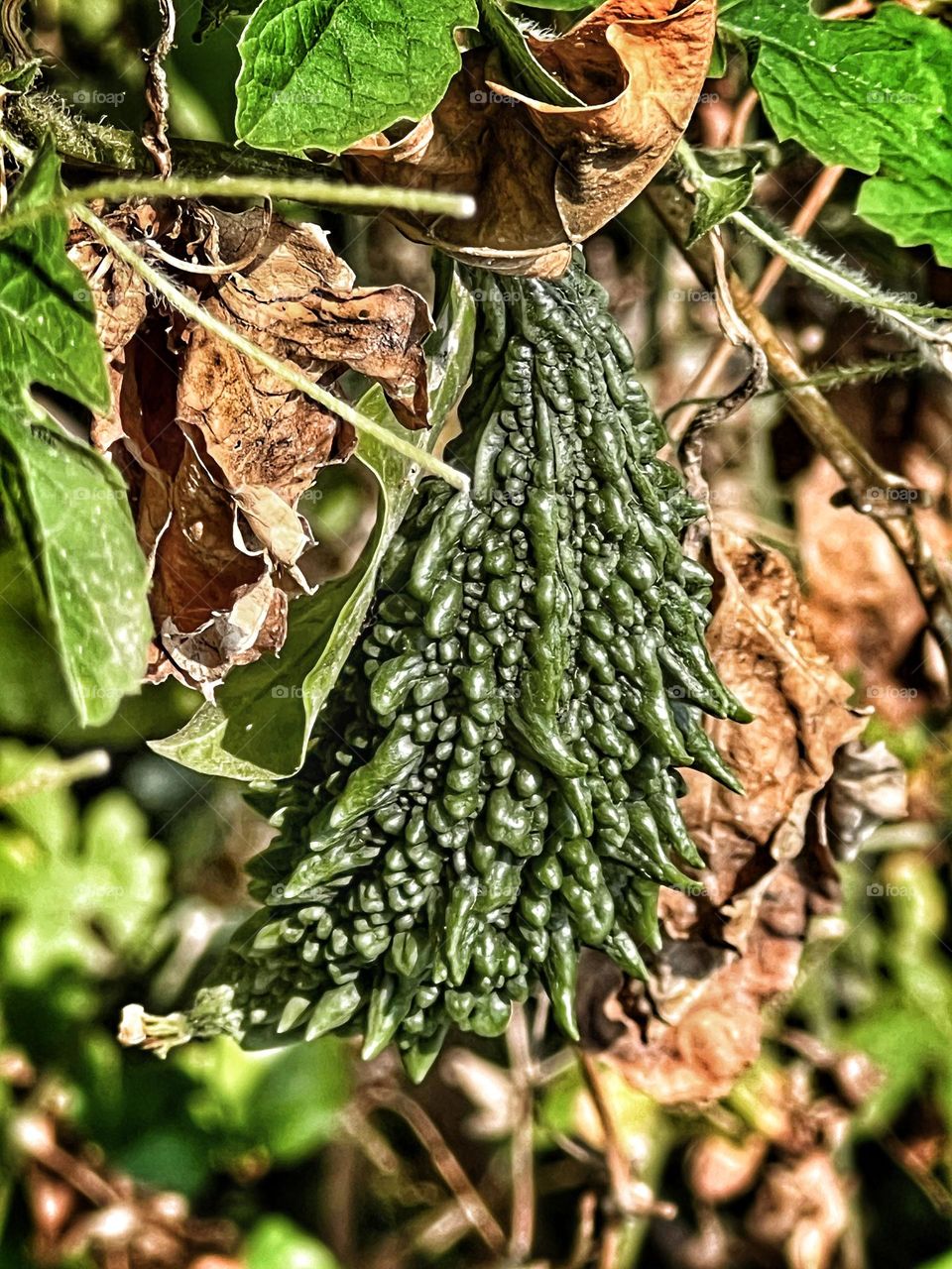 The bitter gourd - extremely bitter tasting vegetable grown on a vine eaten for its health benefits. Very famous in India for its blood sugar controlling properties. 