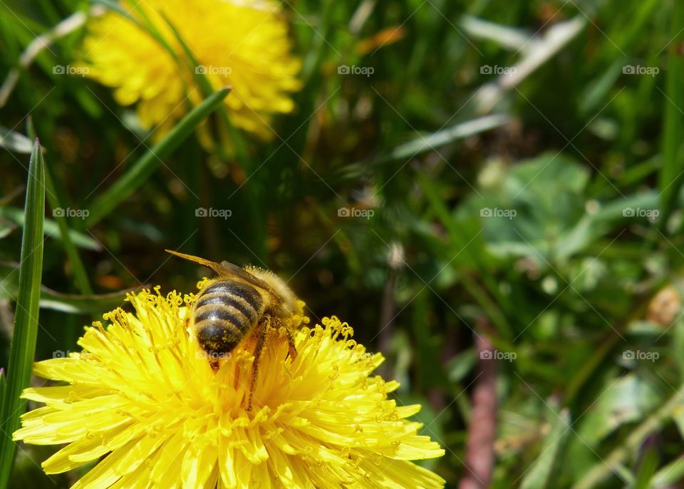 Honey bee close-up