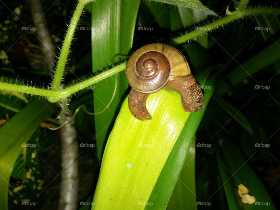Snail and leaf