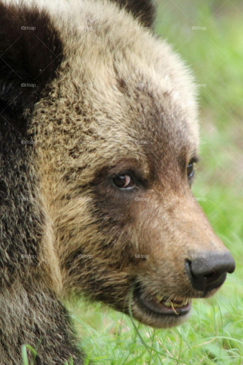 Grizzly Bear Cub 