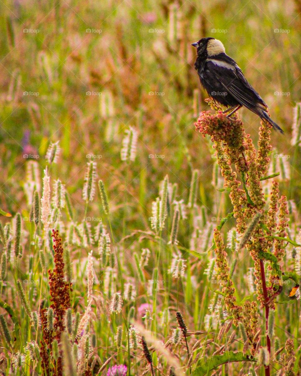 Politely Perched in an Open Field