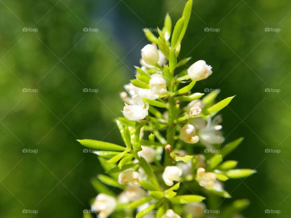 Flowering fern. White flowers on Foxtail fern.