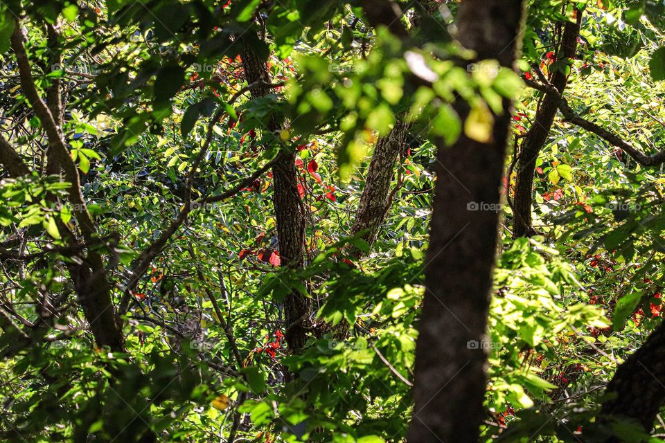 a pop of red in leaves