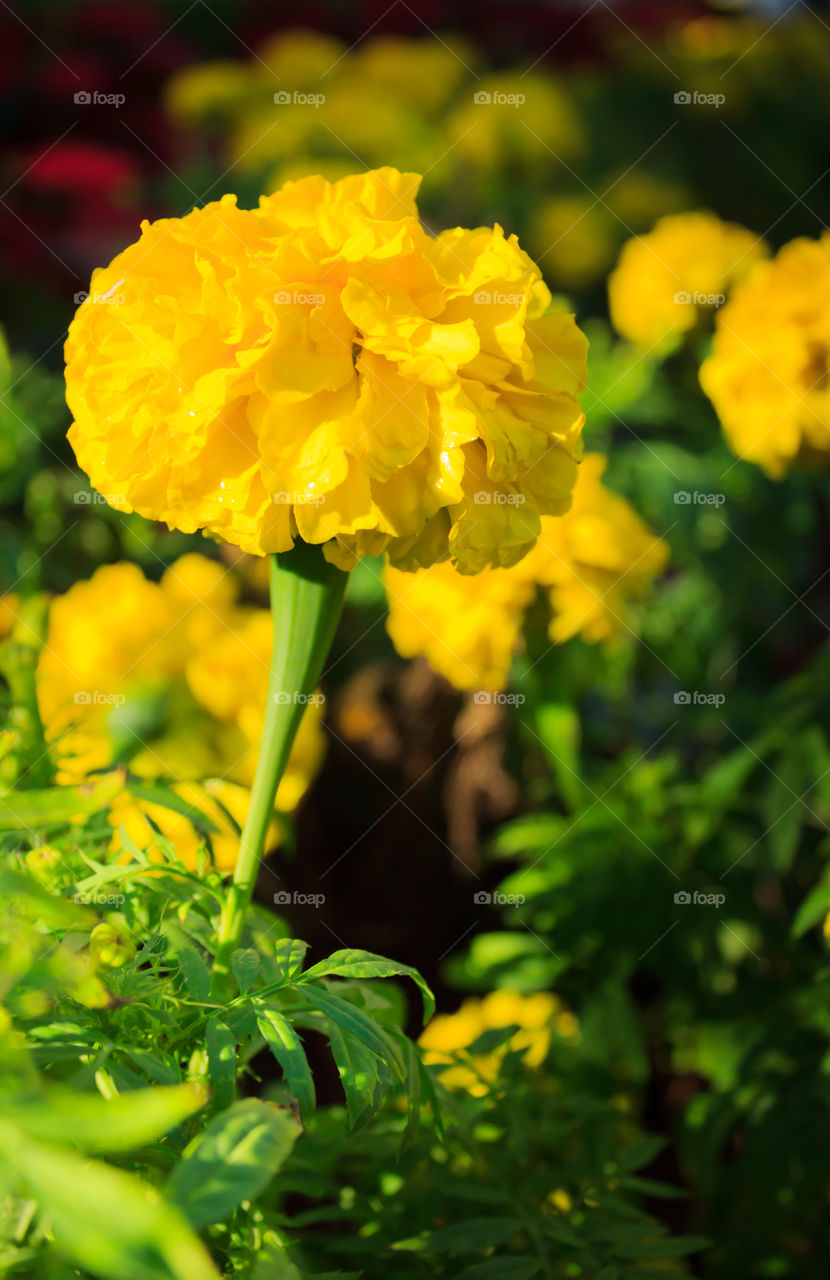 marigold flower. marigold flower in garden