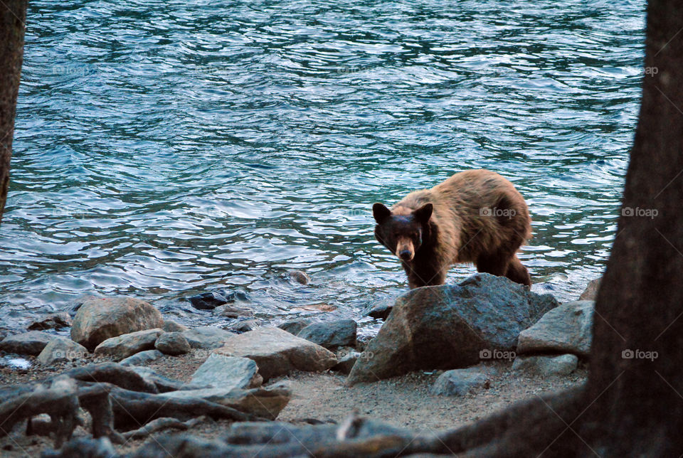 california wildlife