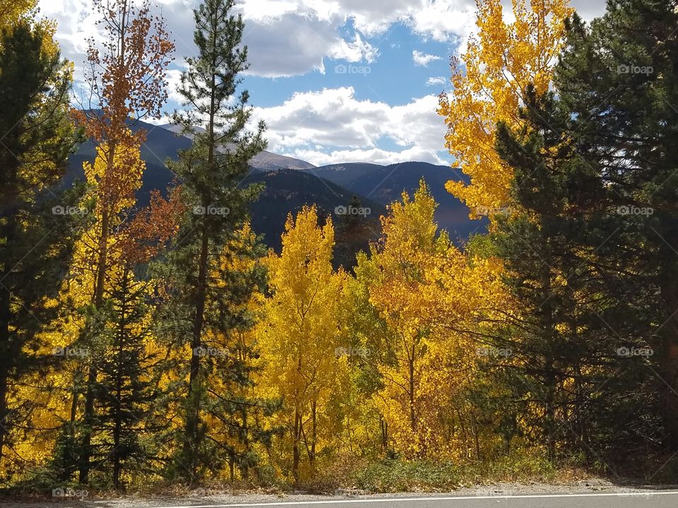 Fall, Wood, Tree, Scenic, Landscape