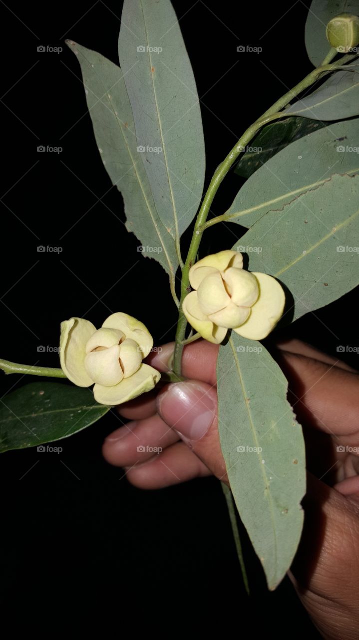 Flower of Khmer Nation 
#Romdol Is the flower that Many people love and it is the National Khmer Flower 