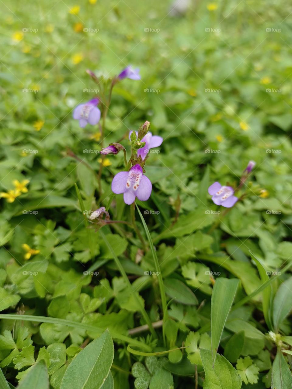 Asian Mazus