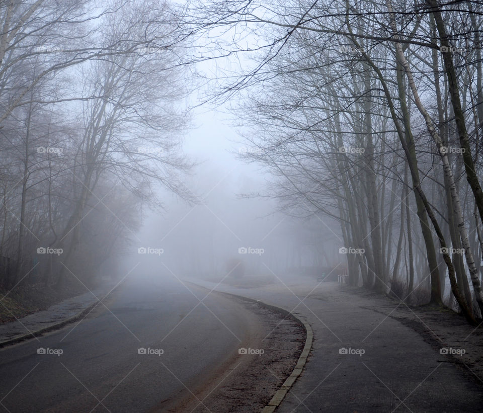 foggy morning at forest road