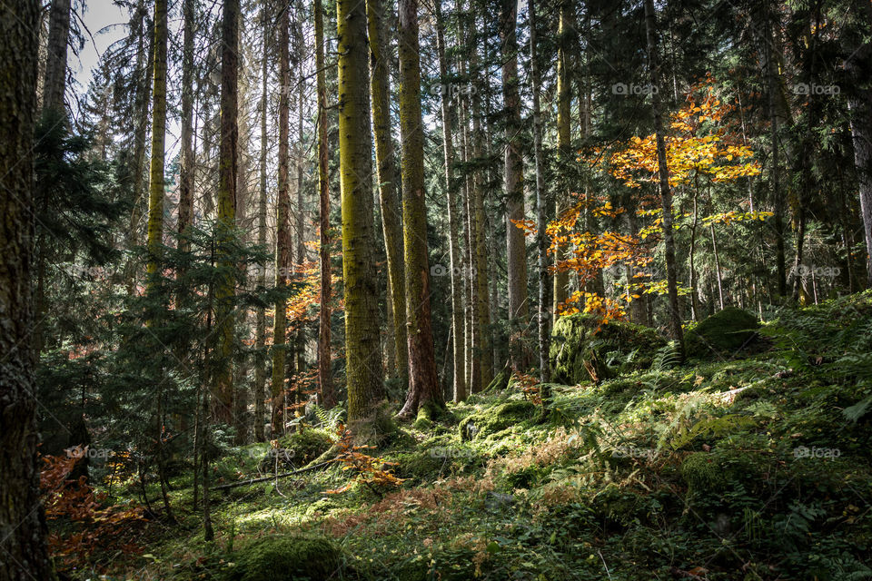 sunny beams in autumn forest