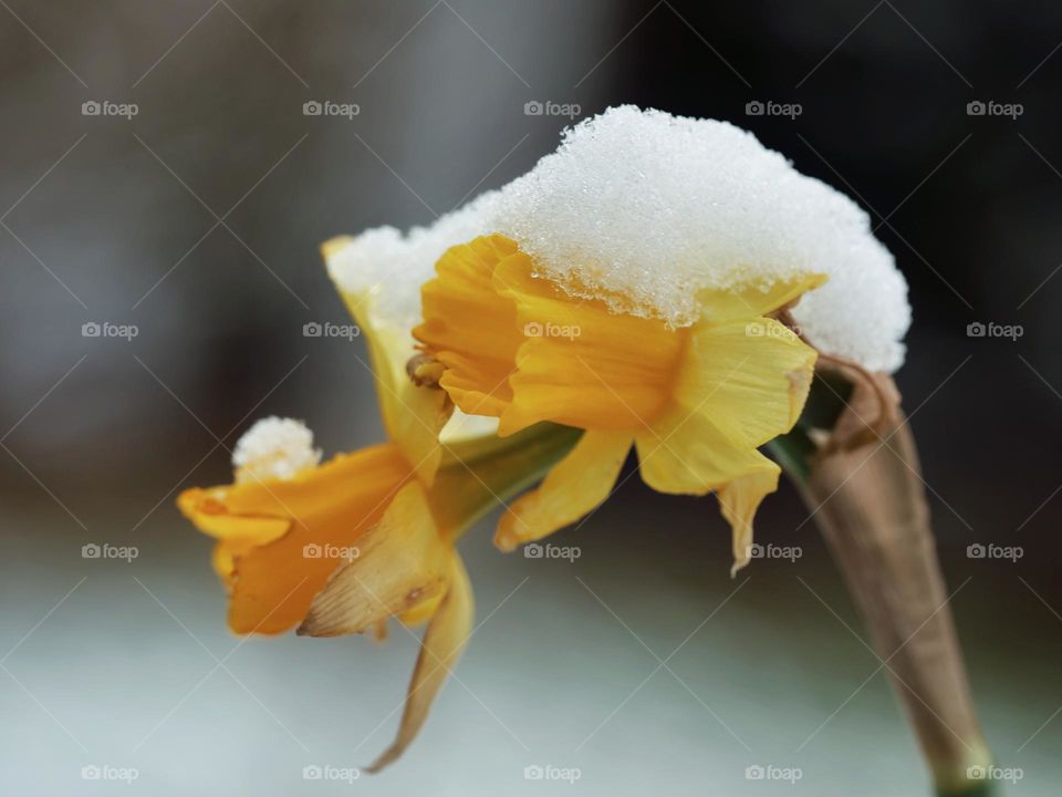 Daffodils with snow