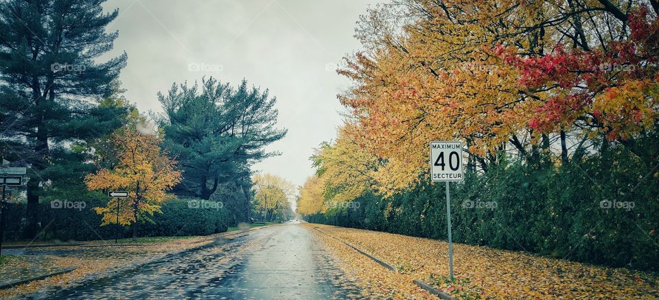 Fall leaves on the road