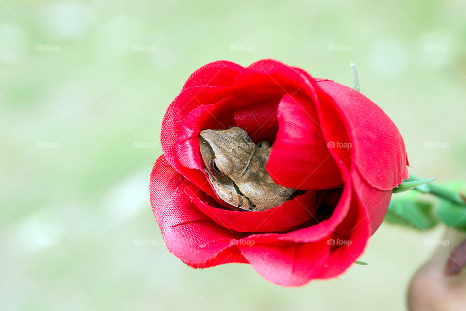 frog and rose