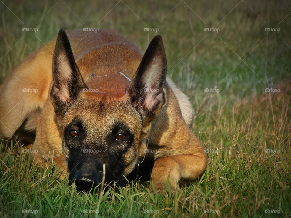 Belgian shepherd malinois