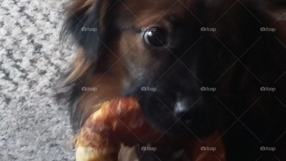 Dog with bone in its mouth