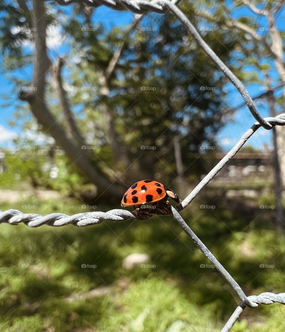 Lady bug taking a sun bath on a fine spring day. 