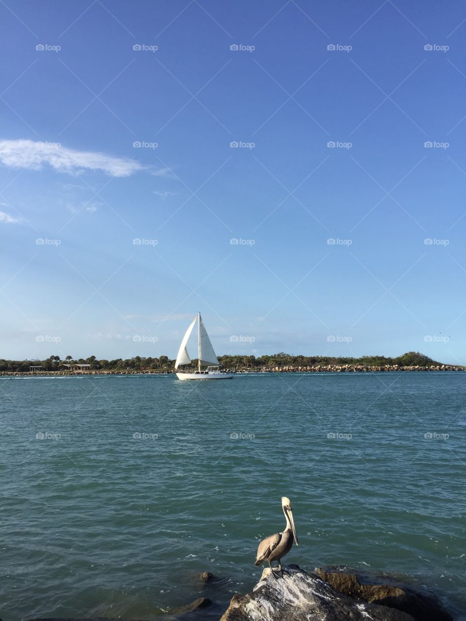 Water scene with sailboat and pelican