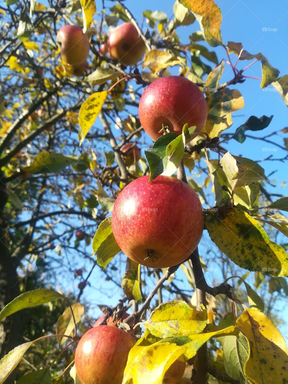 Apfelbaum Äpfel Herbst Himmel