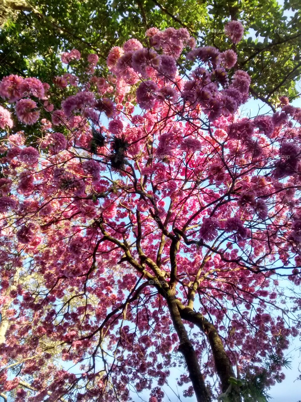 low angle view of a blossom tree