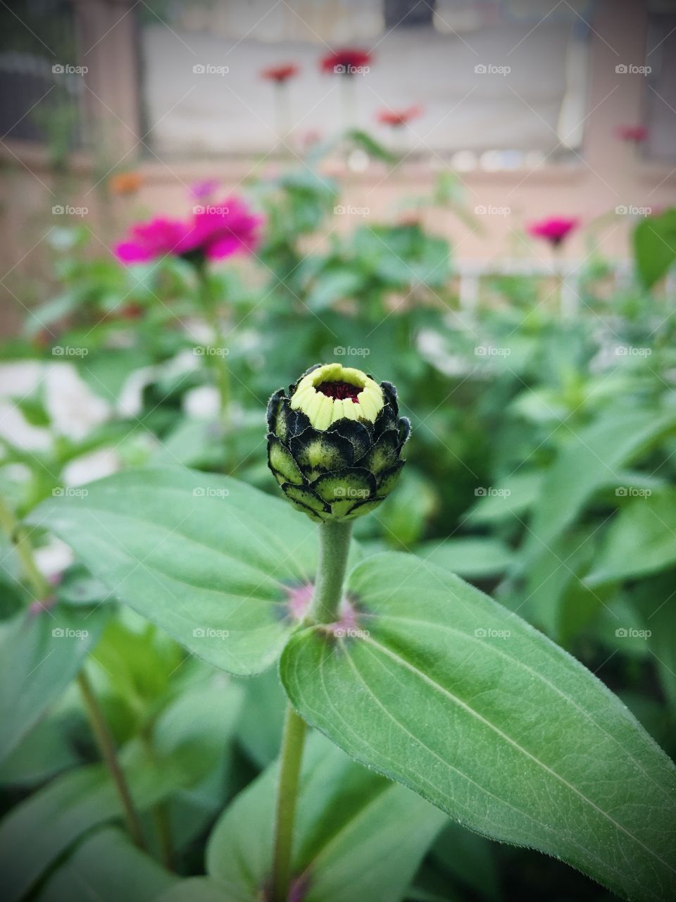 Young flower in the garden