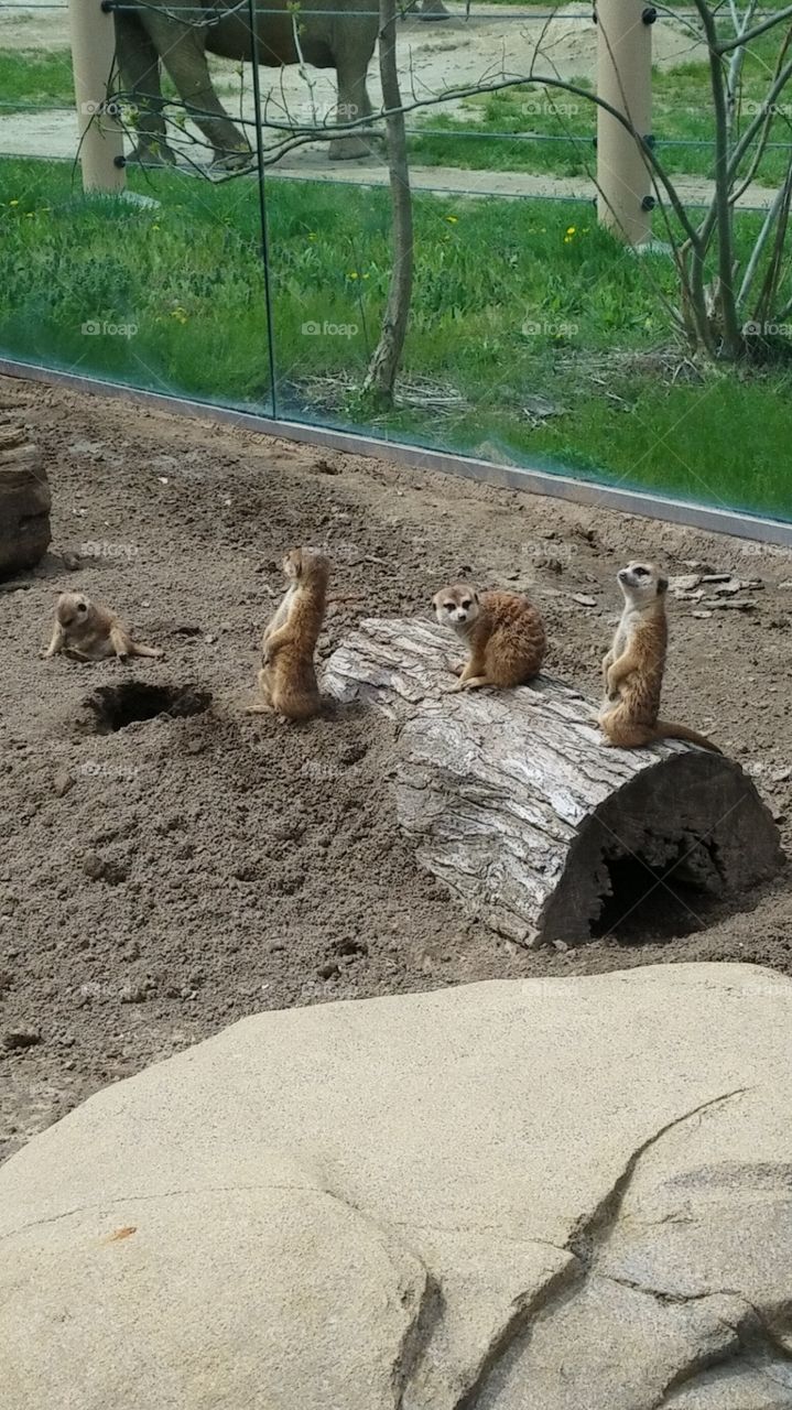 meerkats at the zoo