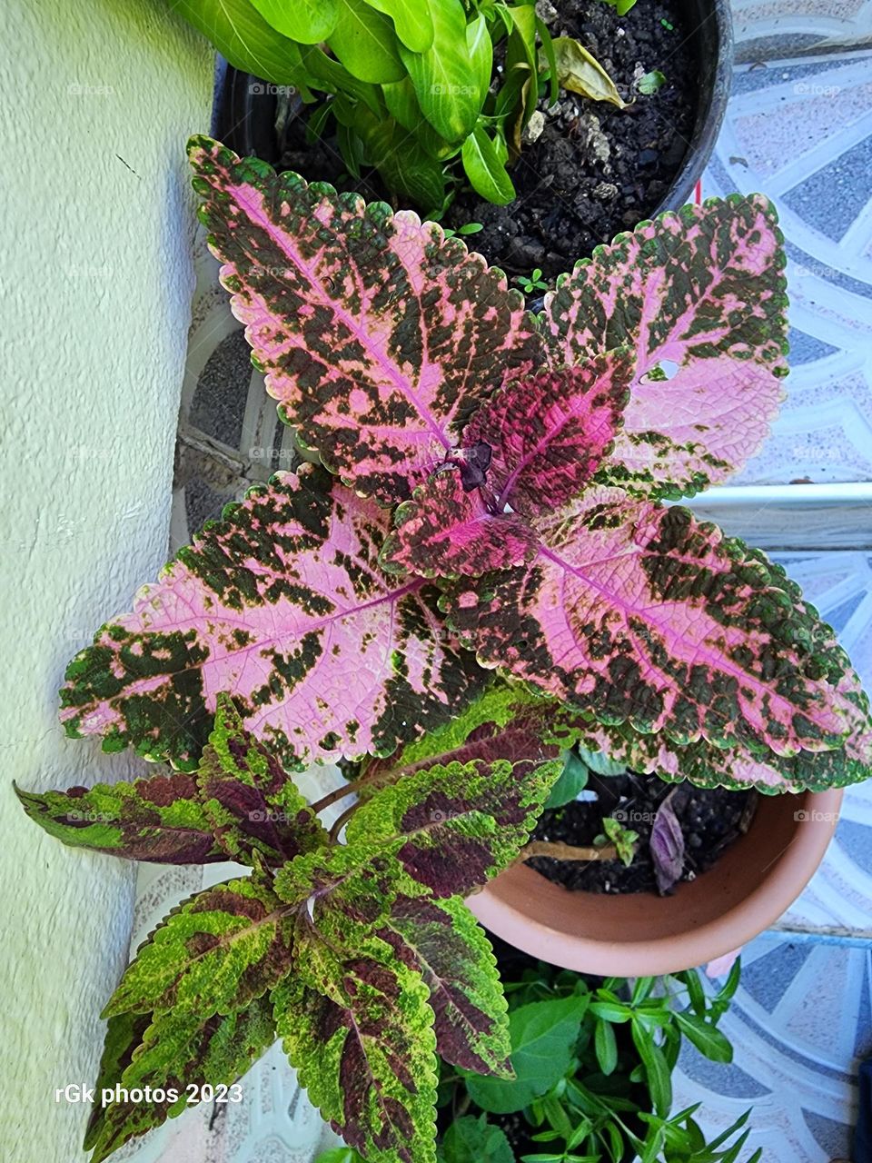 multicored josephs  coat flower