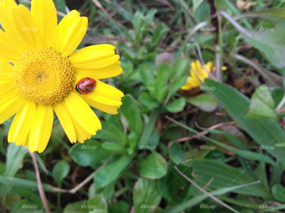 Beautiful Ladybug