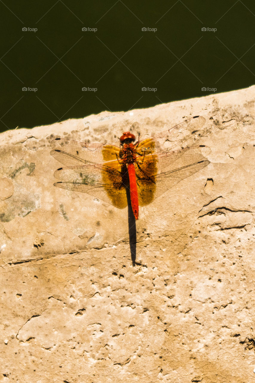 orange / red dragonfly on a stone
libelula coral sobre una piedra