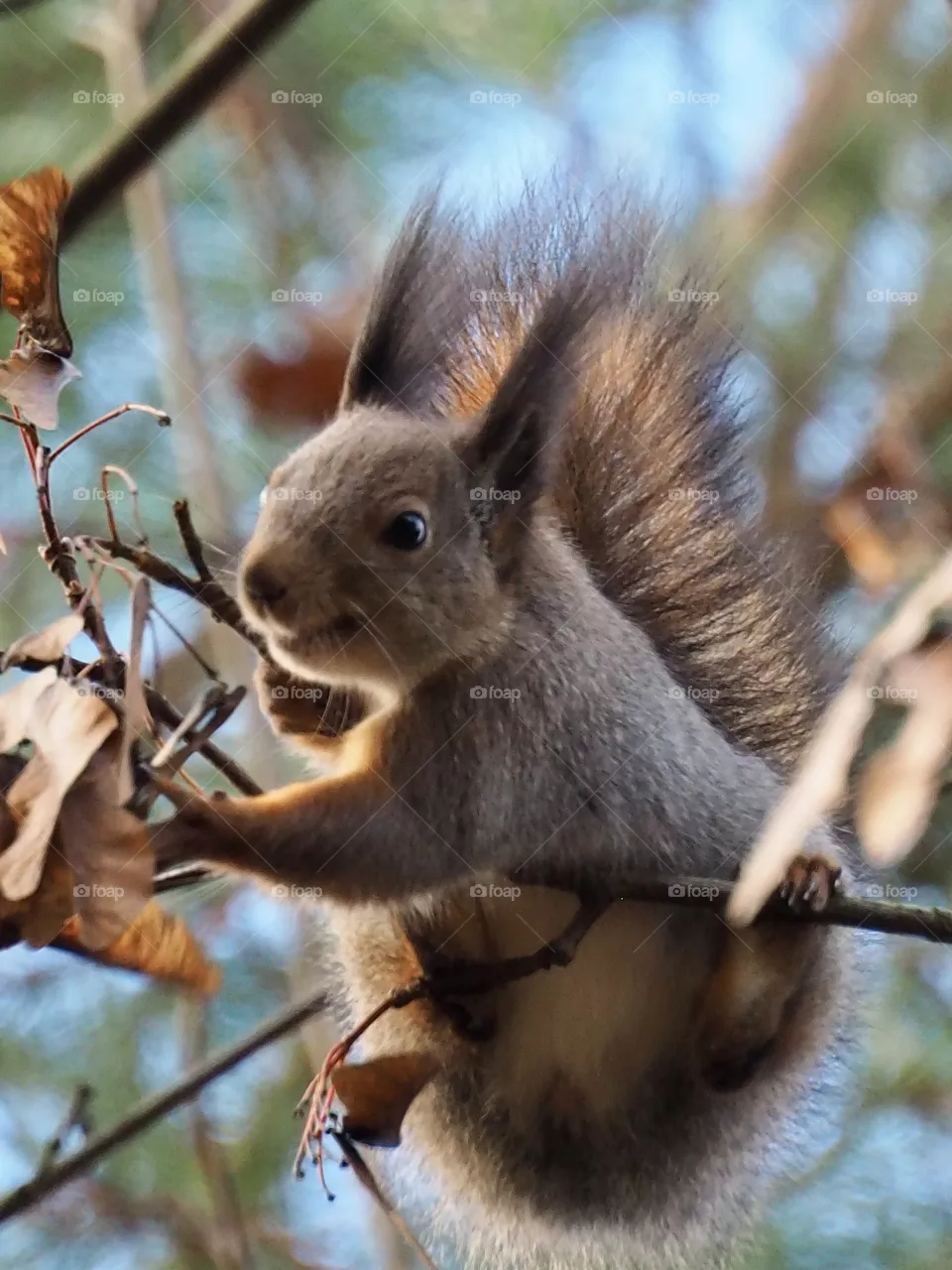 Squirrel