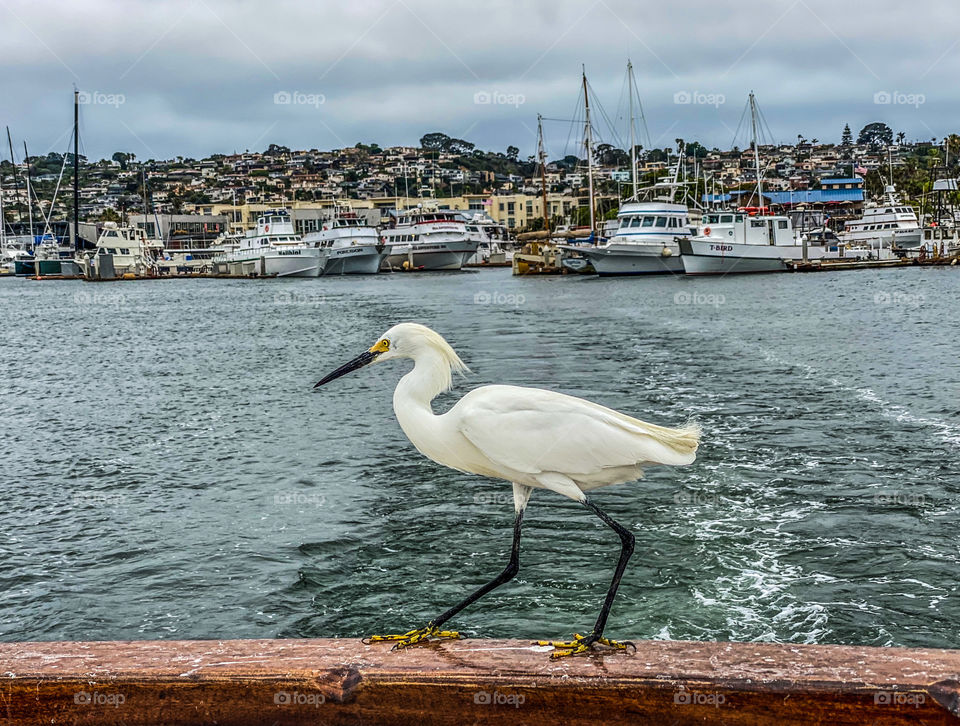 Egret on a boat