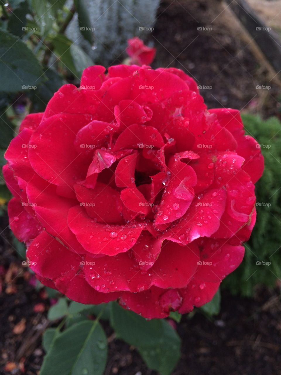 Rose. Rose after rain 

