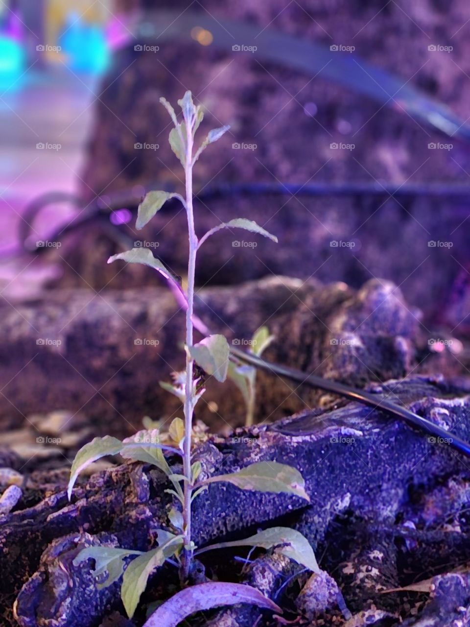 Young plant growing at Hong Kong Victoria Park