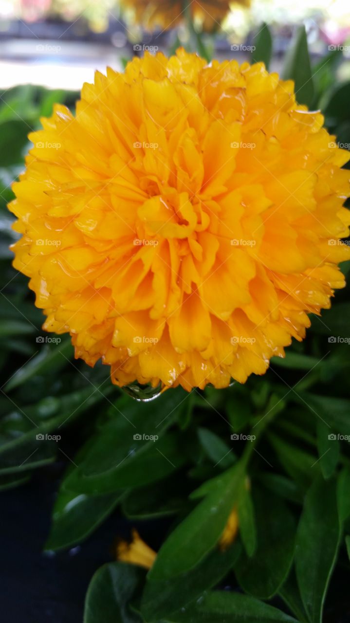 Rained on Dandelion