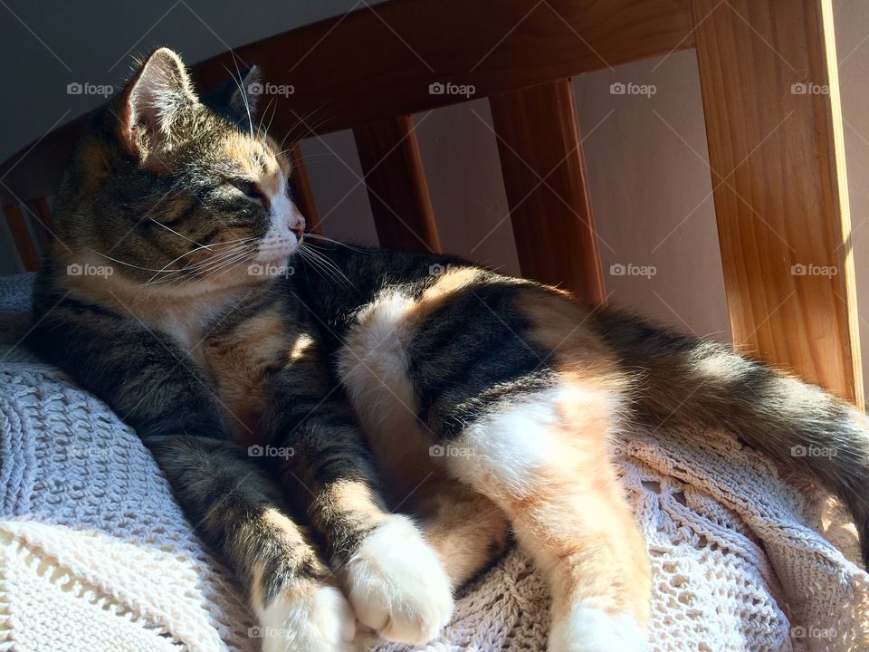 Sun seeking sleepiness. 