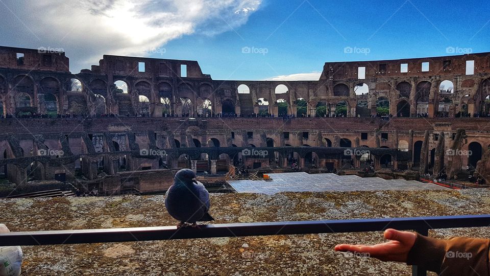 Love,Bird,Italy,Rome