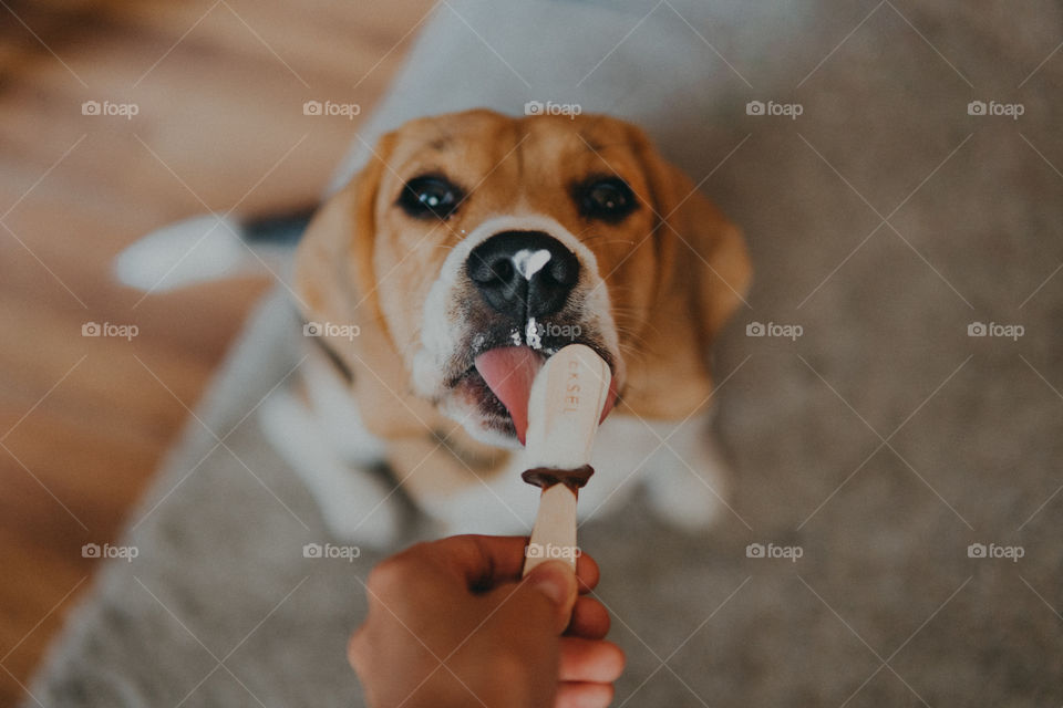 My beagle dog and the ice cream