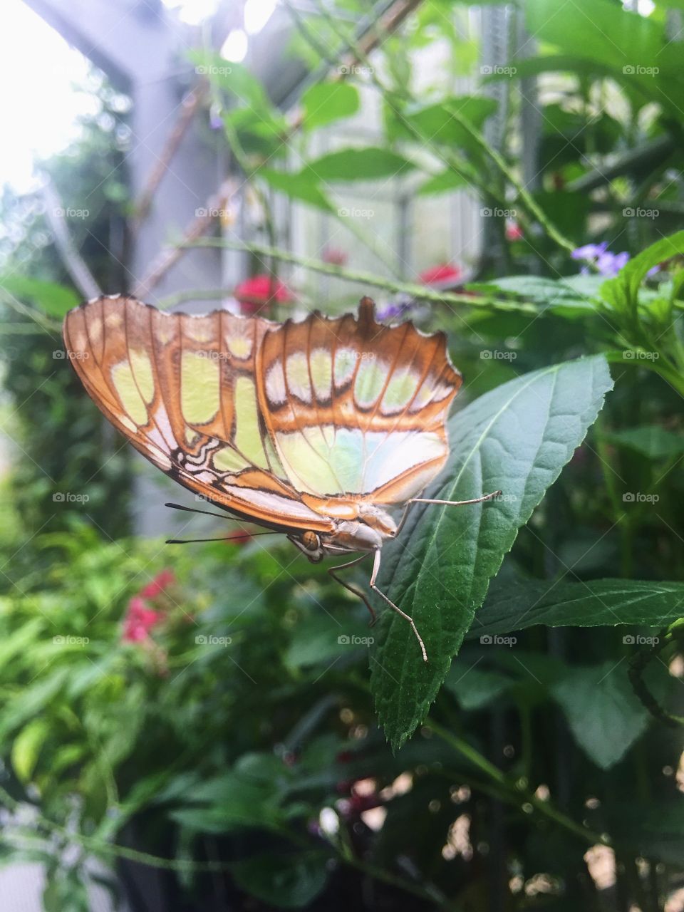 Nature, Butterfly, Summer, Insect, Outdoors