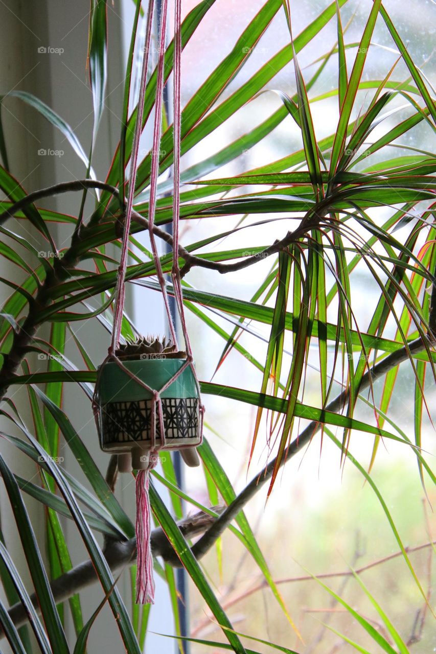 Close up of hanging macrame basket between leaves of a dragon tree on window 