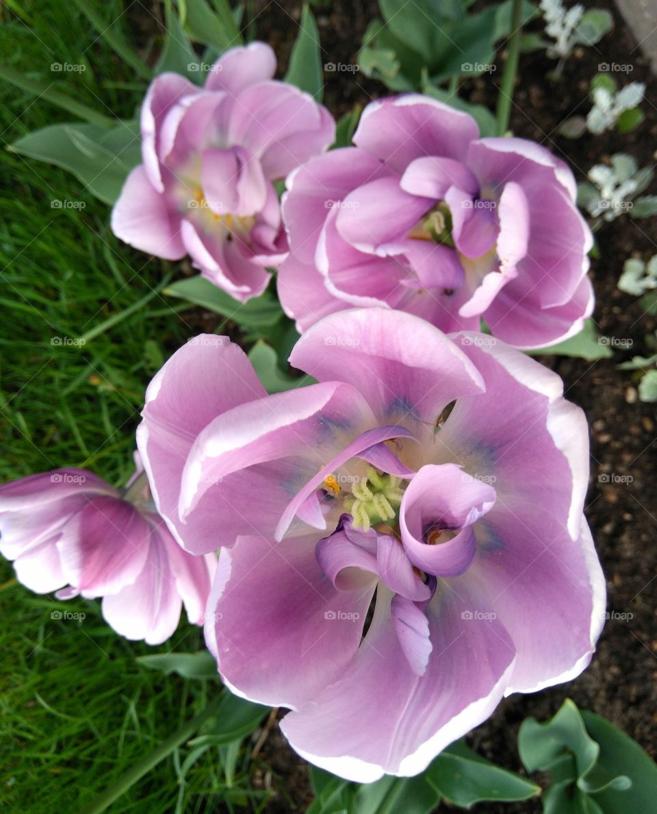 tulips flowers in the flowerbeds  spring time