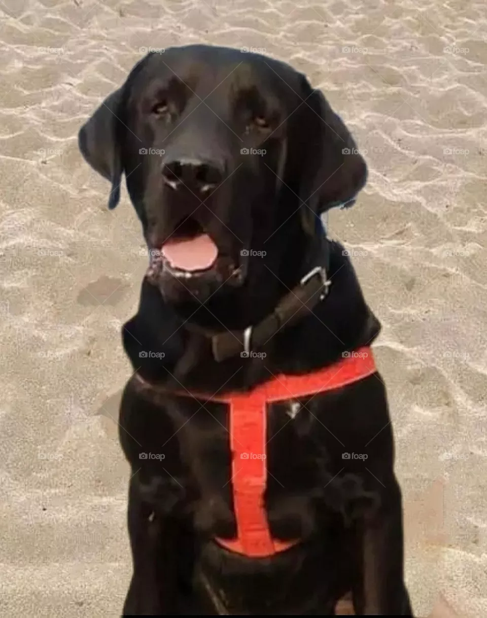 August 16, 2023 rajasthan india. my most beautiful and cute dog.
