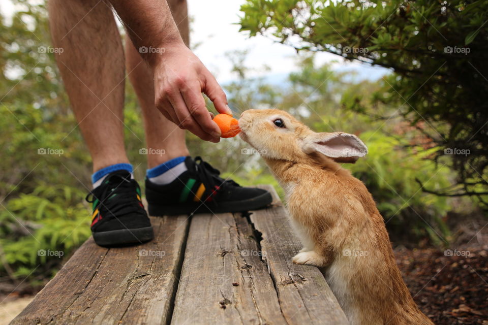 i made a very bold friend when i visited Okunoshima- aka 'Rabbit Island' in Japan