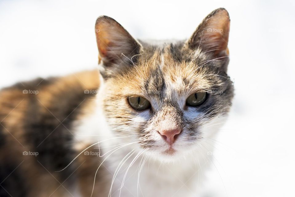 cat in the snow