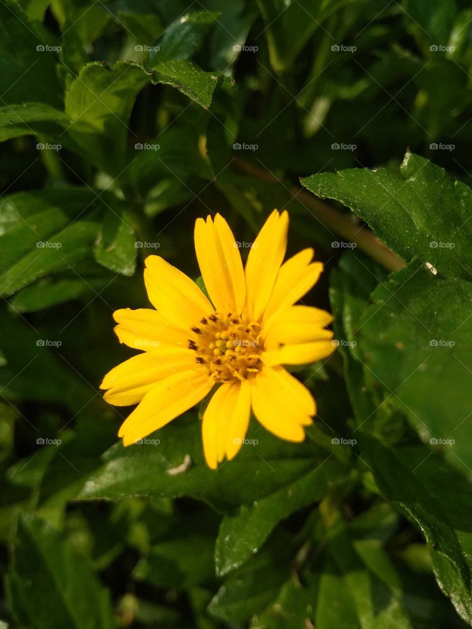 yellow flower in the garden