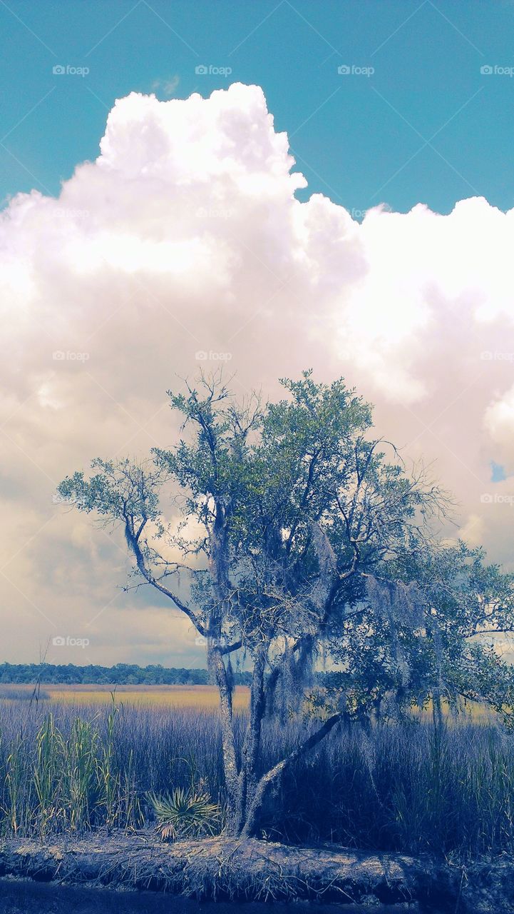 salt marsh afternoon